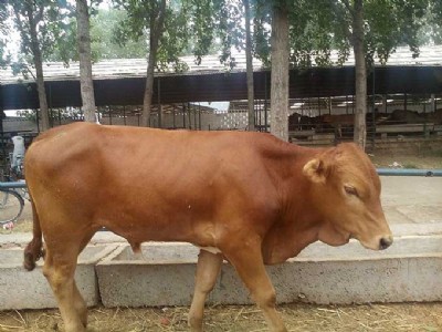 ��ţ�����ʳ�ʲô ���r��С���b�L���