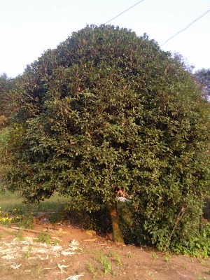 �����𻨣�2���ֹ𻨣�3���ֹ�