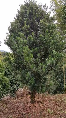 2�����_�h�ɣ�4�����_�h�ɣ�5�����_�h��