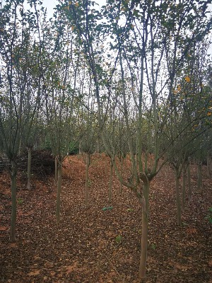 50-80����ޱС�磬2������ޱ