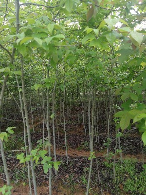 2���֗���3���֗���4���֗���