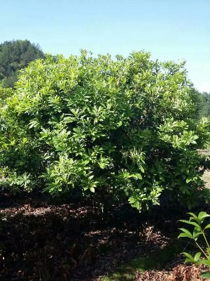 60-80�ߗ�÷С�磬2���֗�÷��3���֗�÷