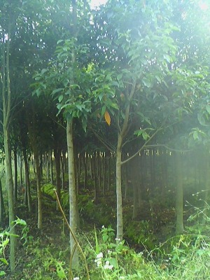 2���ֶ�Ӣ��3���ֶ�Ӣ��4���ֶ�Ӣ