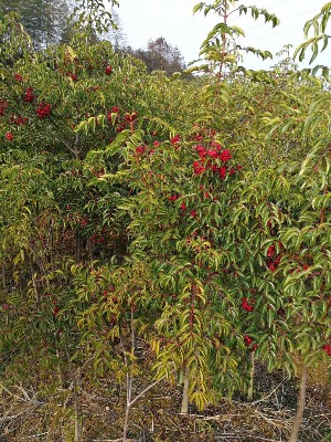 2����Ұ�f����3����Ұ�f����4����Ұ�f��