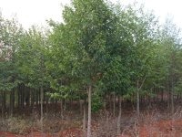 ������Ц��ľ������������Ц������������Ц��r