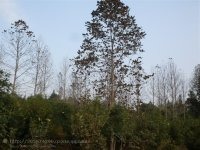 �������X�����R��ľ������骘��繩��(y��ng)