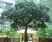 ���ψ@ˇ���Iӆ�Ʒ����ɘ�