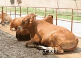 �Iһƥ�R�����X,�Iһƥ�RҪ�����X	,�Ŵ�һƥ�R�����X