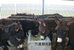 �|�����H�Bֳ,�Bֳ����,���H�Bֳ�W,���H�Bֳ�I