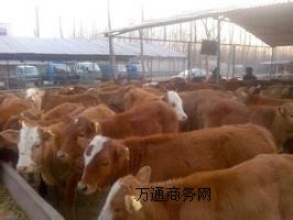 ɽ�|С��ţ�r��ɽ�|��ţ�r��ɽ�|������ţ�r��