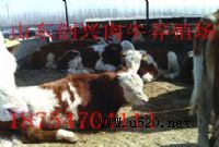 �Ї���ţ�����Ј�,�Bţ,�Bţ������,�Bţ�����O(�D)