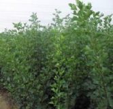 ����(y��ng)ɽ��磬�����ɽ��磬������ɽ��磬ɽ���r(ji��)��