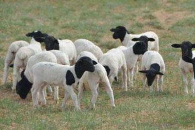 ��ɽ�h��̥�����Bֳ��