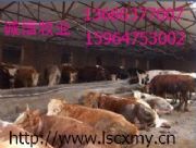 �������Bֳ�Ŀ���ҷ�ؚ�Ŀ�r���¸���(�D)