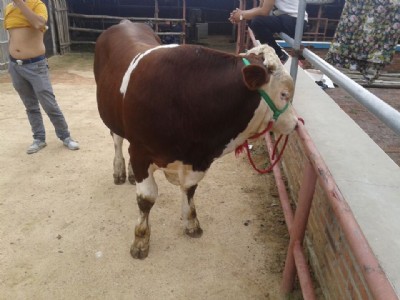 ��ţ���ٴ߷� ���ҿˁ��Ͱ�����