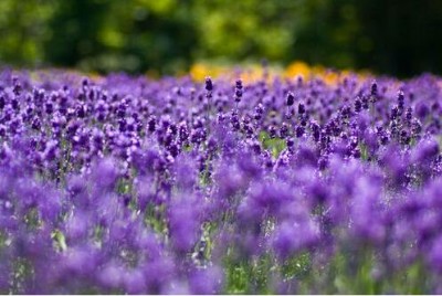 �����Ƶ����C ���M