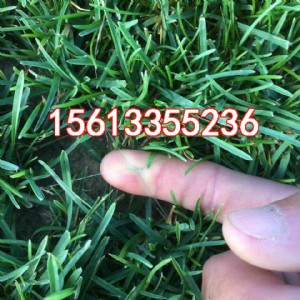 �ӱ��e����ƺ