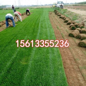 �ӱ�����é��ƺ