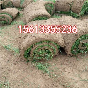 �������̲�ƺ