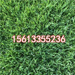 �������̲�ƺ���l