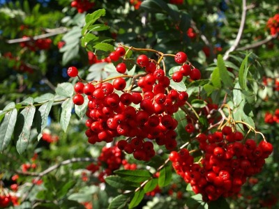 Ұ�������ȡ��