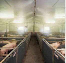 �B(y��ng)ֳ��(ch��ng)�����������F