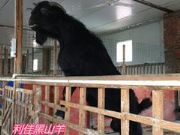 ���Ϻ�ɽ��r����̶��(y��u)�|(zh��)�ĺ�ɽ��S��ֱ�N