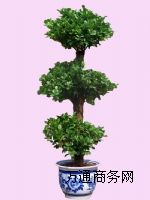 Ӻ�͌m�҃ȾGֲ��[