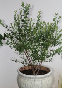 ����(y��ng) ��Խ�f�@ ��(y��u)�|(zh��)�{ݮ�辰