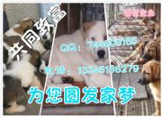 �r(n��ng)���⹷�B(y��ng)ֳ�������⹷�B(y��ng)ֳ