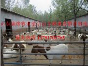 Сβ����,����ɽ��,���,����ĸ��(�D)