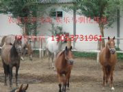 �B�R,�����R,�^�p�R,�����R,�T���R(�D)