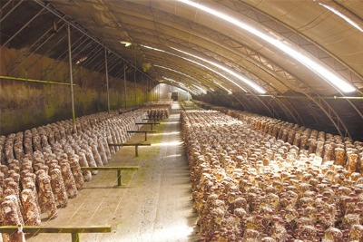 ���Ҵ����㹽�Nֲ