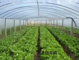 �rĤ�S�ҽ�������xُ�rĤ