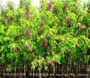 �����㻨��-���~��ľ�(�D)