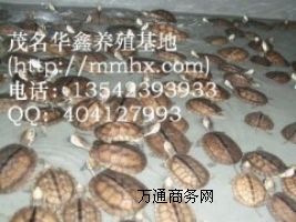 ������ɫ�S����