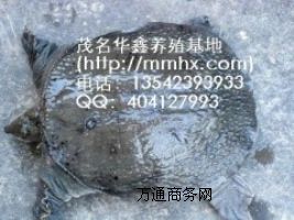 ����ɽ���M