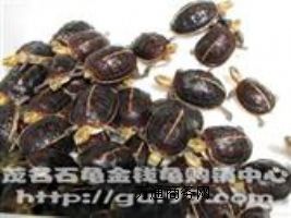 ����(y��ng)�S����������