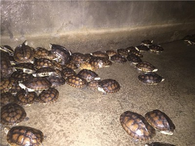 2015��ʯ���X����µ