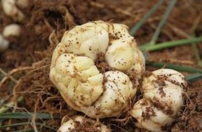 �r��lչ���Ŀ