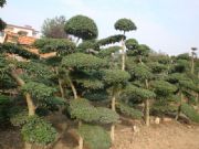 �G����ľ�r(ji��)�� ����(gu��)������ С�~Ůؑ���͘� �d�ӻ� �t���^ľ��