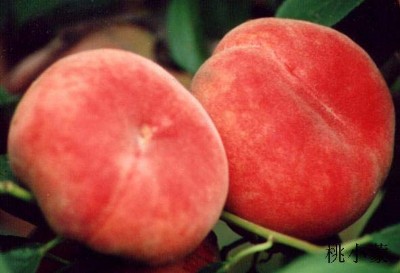 ����������a(ch��n)����������_��С��������һ�������ꎿh�����(zh��n)