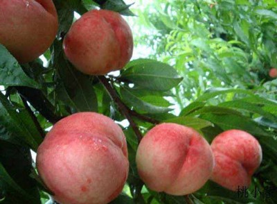 �������_������ҾW_��С����������Ѓ�ǧ����Nֲ�vʷ