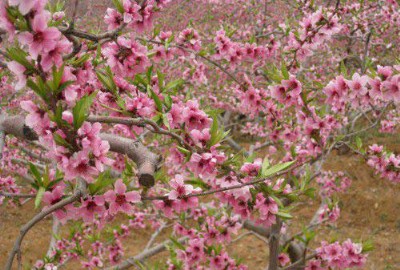 ������ҠI�B�rֵ_����������ص���Ȼ�l���I�B�rֵ�߳�25��