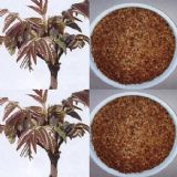 �����t���㴻�N�� �㴻ѿ��� �㴻�N(�D)