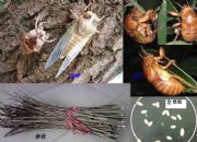 ���s�Bֳ �˹��Bֳ���s ���s��֦ ���s�Nֲ ���s�r��