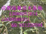 ���ֵĻ��~�������ۣ��F�ݻ��~��������