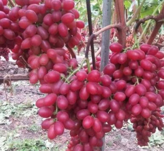 ����h��կ�����ш@