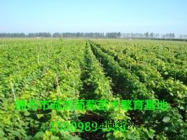 ��������� ����������u�������