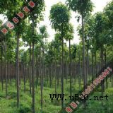 ����Ư����鱘�(�D)